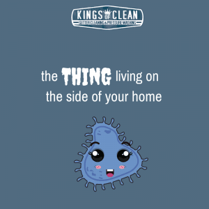 The Thing Living on the Side of Your Home