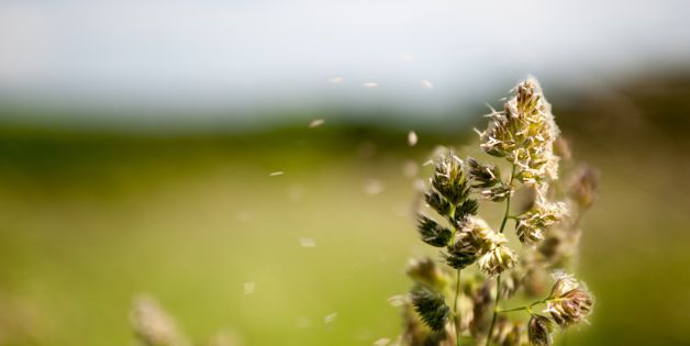 Allergies are common, but pressure washing can help