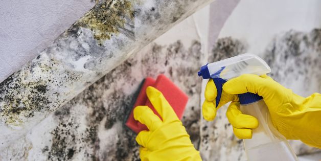 Mold and Mildew can be removed with pressure washing